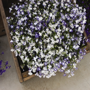 Lobelia erinus - 'Regatta Sky Blue'