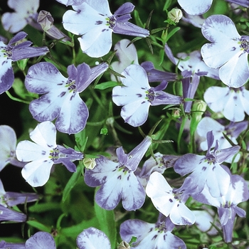 Lobelia erinus - Riviera 'Blue Splash'