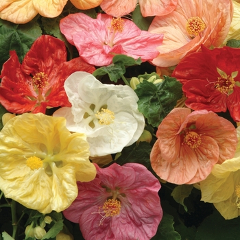 Abutilon (Flowering Maple) - Bella 'Select Mix'