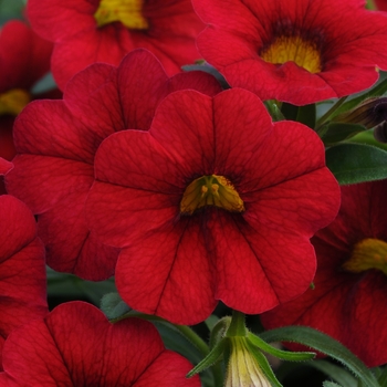 Calibrachoa (Trailing Petunia) - MiniFamous® 'Vampire'