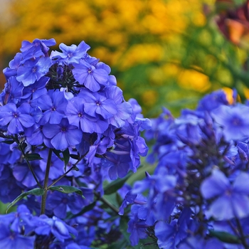 Phlox paniculata - 'Blue Paradise' Garden Phlox