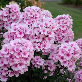 Phlox paniculata - 'Bright Eyes' Garden Phlox