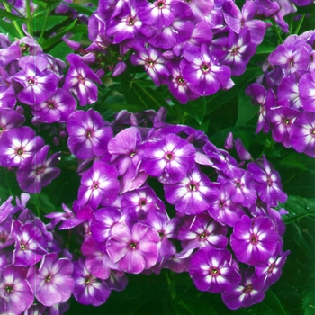 Phlox paniculata - 'Laura' Garden Phlox