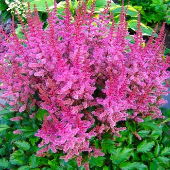 Astilbe chinensis - 'Finale' False Spirea