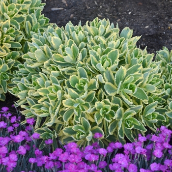 Sedum telephium - 'Autumn Charm™' Stonecrop