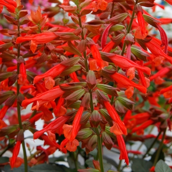 Salvia (Sage) - Skyscraper™ 'Orange'