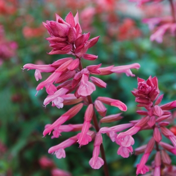 Salvia (Sage) - Skyscraper™ 'Pink'