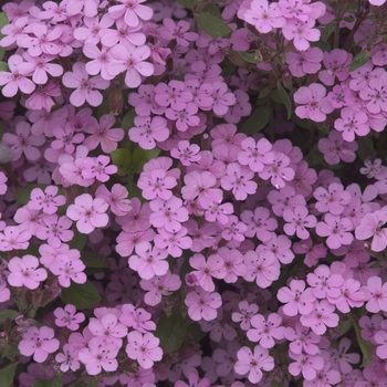 Saponaria ocymoides - Soapwort