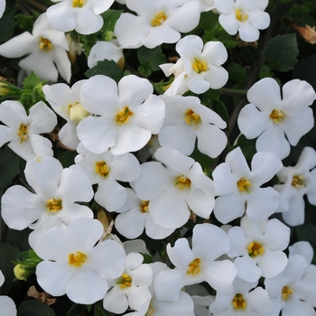 Sutera grandiflora (Bacopa) - Big Falls™ 'White'