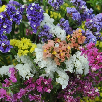 Limonium sinuatum (Statice) - Fortress™ 'Mix'