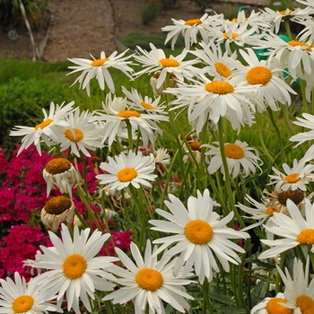 Leucanthemum x superbum - 'Alaska' Shasta daisy