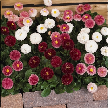 Bellis perennis - Bellissima™ Mix