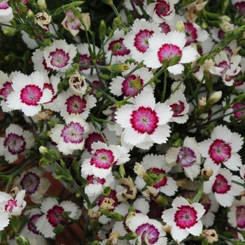 Dianthus deltoides - 'Arctic Fire' Maiden Pinks