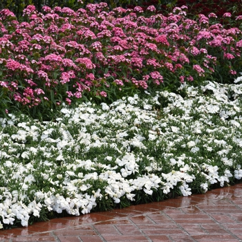 Dianthus chinensis (Pinks) - Coronet™ 'White'