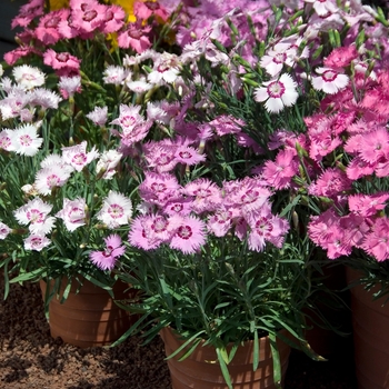 Dianthus plumarius - 'Sweetness Mix' Pinks