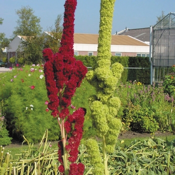 Amaranthus cruentus (Amaranth) - Tower 'Red'