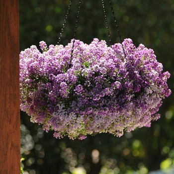 Lobularia maritima (Alyssum) - Clear Crystal® 'Lavender Shades'