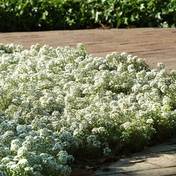 Lobularia maritima (Alyssum, Sweet Alyssum) - Clear Crystal® 'White'