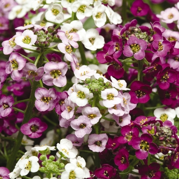 Lobularia maritima (Alyssum) - Clear Crystal® 'Mix'