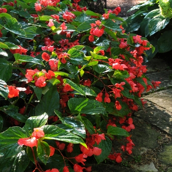 Begonia x hybrida - Dragon Wing® Red Begonia