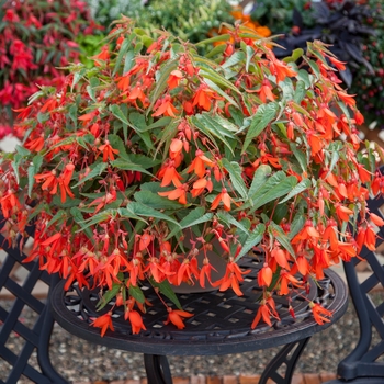 Begonia boliviensis - Bossa Nova® 'Orange'