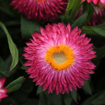 Bracteantha - Strawflower - Mohave Dark Rose