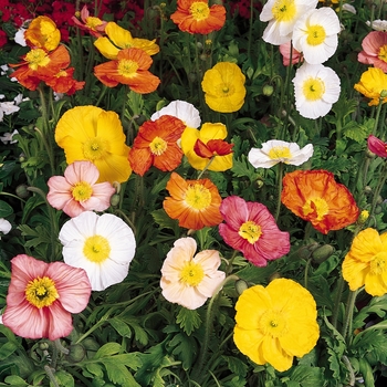 Papaver nudicaule (Iceland poppy) - Champagne Bubbles 'Mix'