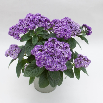 Heliotropium arborescens - 'Marino™ Blue' Heliotrope