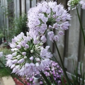 Allium lusitanicum - 'Summer Beauty' Ornamental Onion