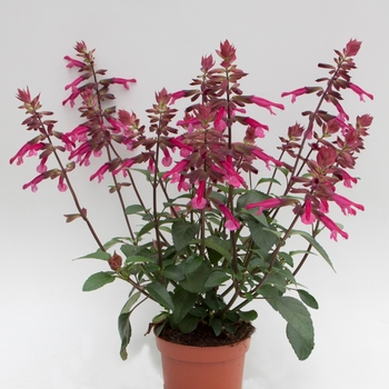 Salvia - Skyscraper™ Dark Purple