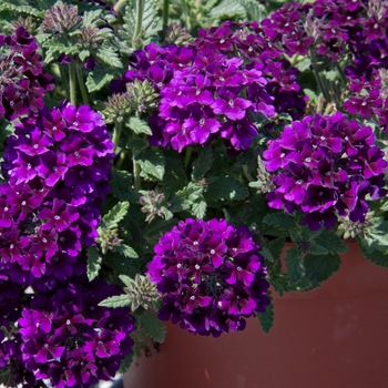 Verbena () - Lascar™ 'Black Velvet'