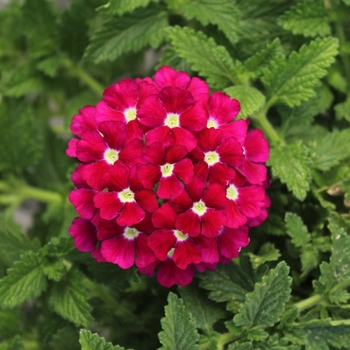 Verbena peruviana - Firehouse™ 'Burgundy Improved'