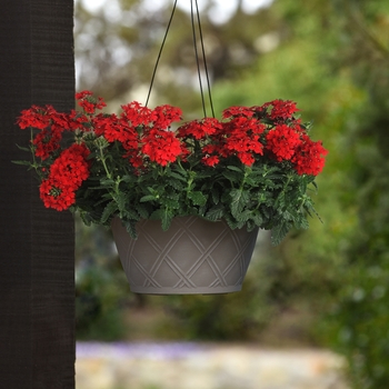 Verbena peruviana - Firehouse™ 'Red Improved'