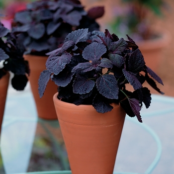 coleus scutellarioides - ColorBlaze® ''Dark Star''