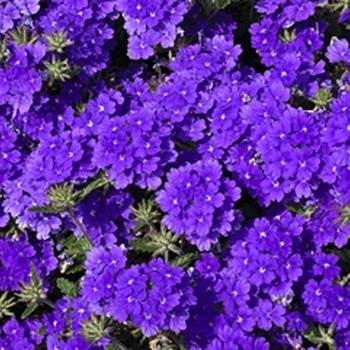 Verbena - Lanai® ''Blue''