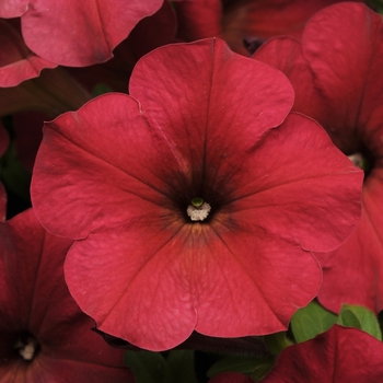 Petunia (Spreading Petunia) - Easy Wave® 'Berry Velour'