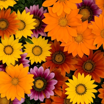 Gazania rigens - New Day® 'Bright Mix'