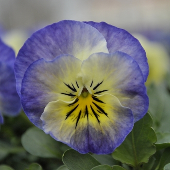 Viola - Sorbet® XP 'Neptune'