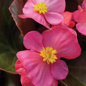 Begonia semperflorens (Wax Begonia) - Harmony 'Rose'