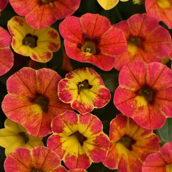 Calibrachoa (Mini Petunia) - Cabaret® 'Diva Orange'