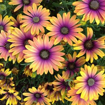 Osteospermum (African Daisy) - Zion™ 'Purple Sun'