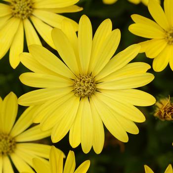 Osteospermum (African Daisy) - Zion™ 'Pure Yellow'