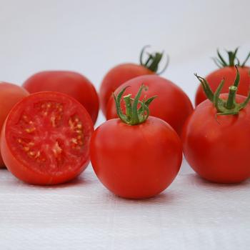 Lycopersicon esculentum - 'Manitoba' Tomato