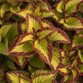 coleus scutellarioides - Stained Glassworks™ 'Velvet'