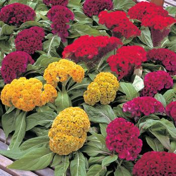 Celosia cristata - Cockscomb