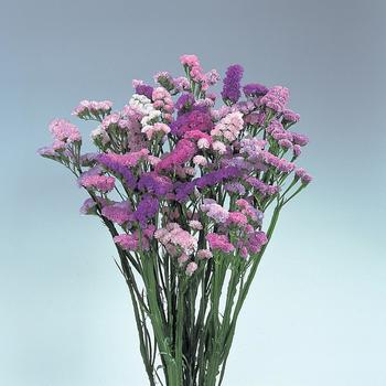 Limonium sinuatum - 'Pastel Shades' Statice