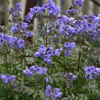 Polemonium caeruleum - 'Heaven Scent' Jacob's Ladder