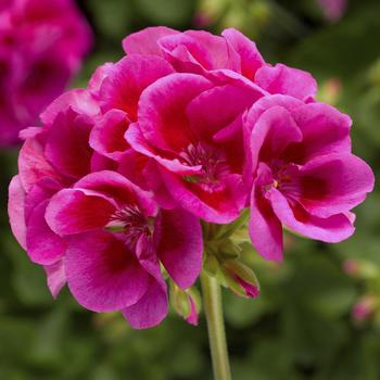 Pelargonium (Interspecific Geranium) - Calliope® Large 'Lavender Mega Splash'