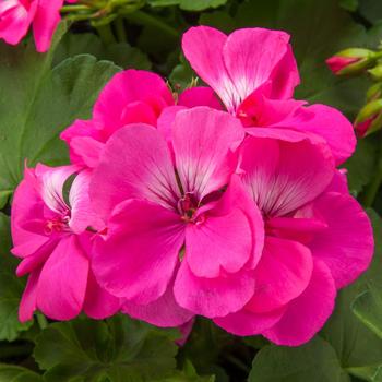 Geranium - Interspecific - Interspecific Geranium