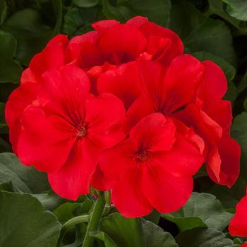 Pelargonium (Interspecific Geranium) - Calliope® Large 'Orange Splash'